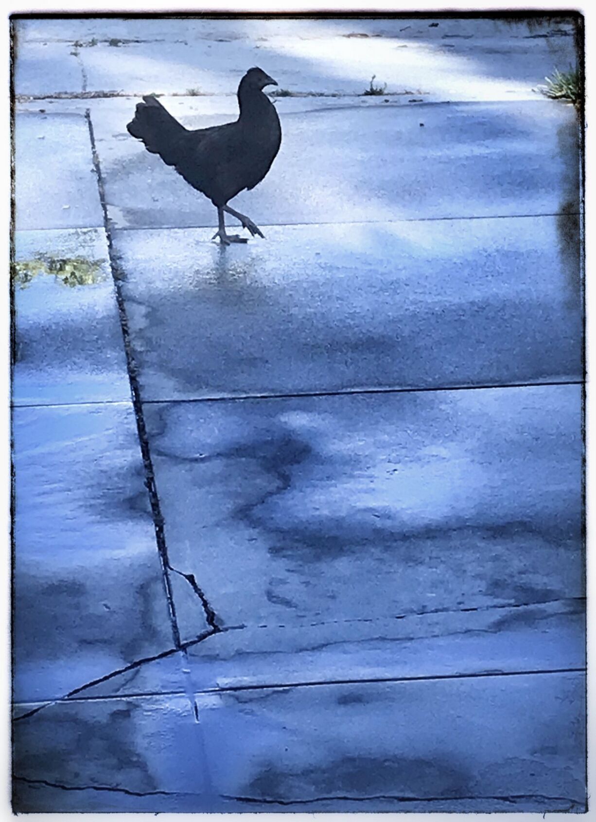 East LA chicken